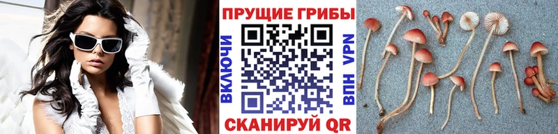 Галлюциногенные грибы Psilocybine cubensis Чадан